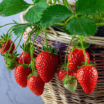 Strawberry 1