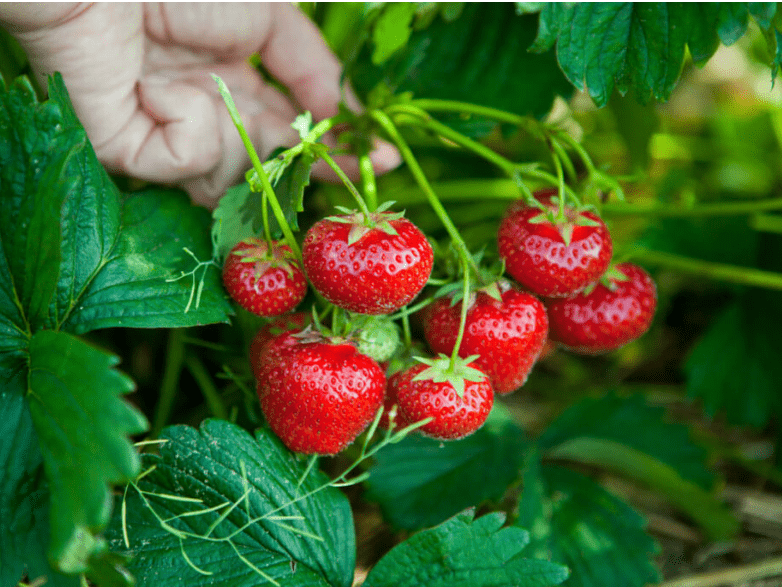 Strawberry 2