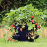 Strawberry 3